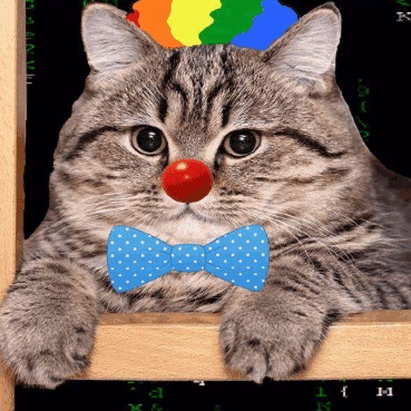 Котик клоун