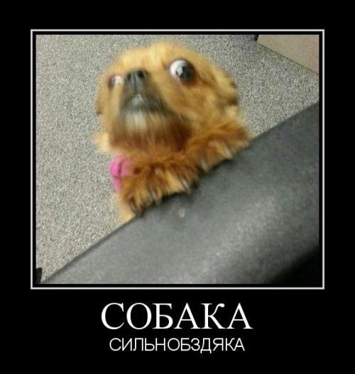 Собака УБИВАКА Мем