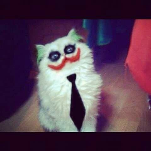 Кот Джокер Мем