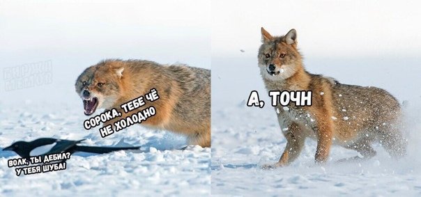 Ппц дубачелло Мем