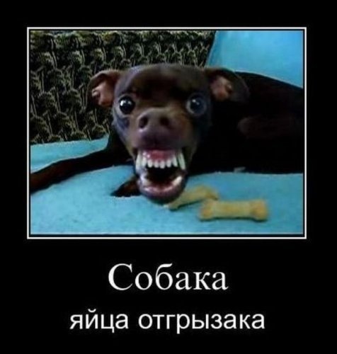 Собака улыбака прикол