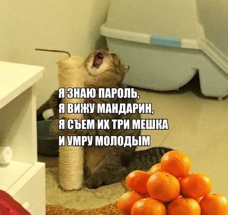 Новогодние мемы с котами мандаринчики