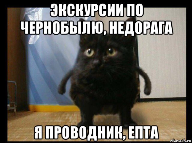 Кот с надписью Слышь ты кто