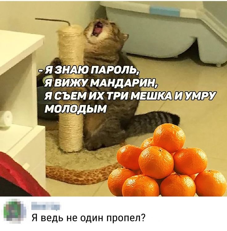 Кот и когтеточка Мем