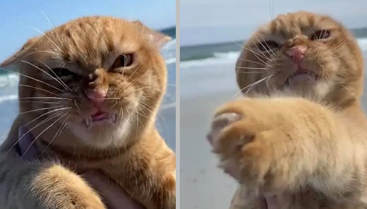 Рыжий кот морщится