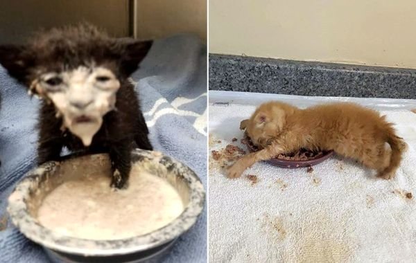 Котик испачкался в еде