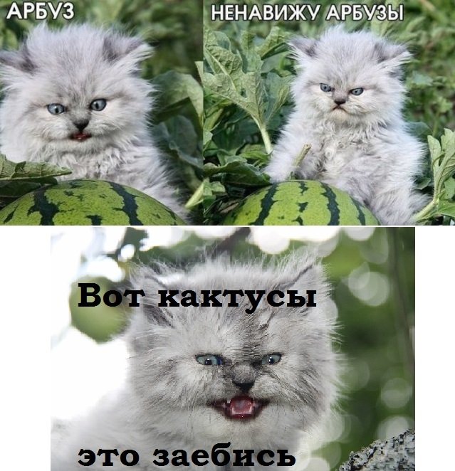 Котик ненавидит арбузы