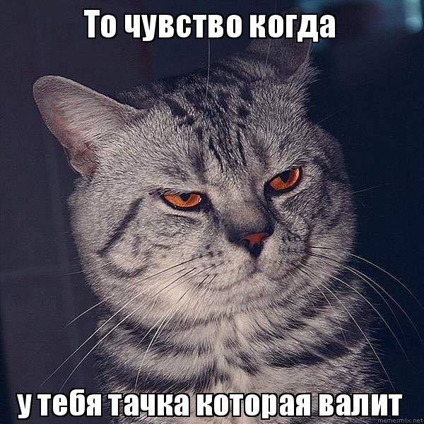 Мемы с котом