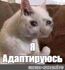 Кот страдает Мем