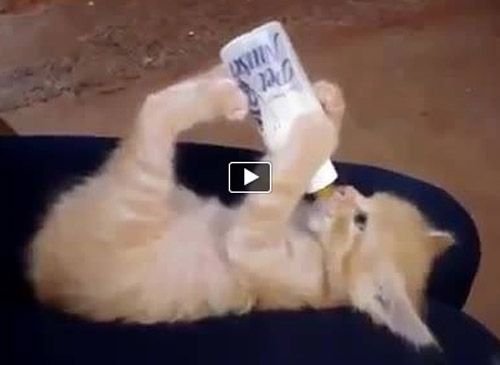 Котик пьет молоко