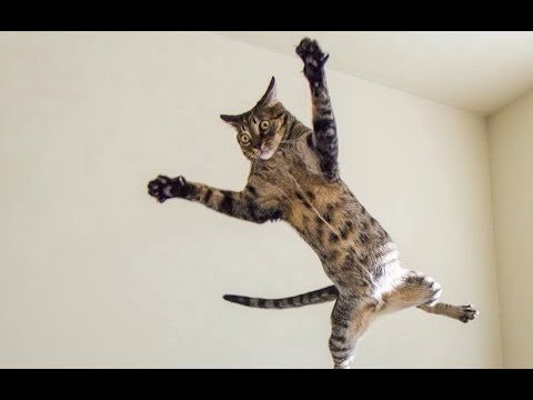 Котенок нападает