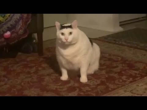 Толстый белый кот