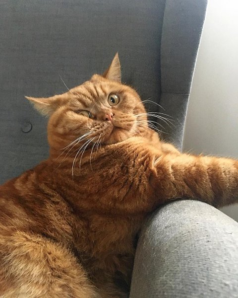 Толстый рыжий кот