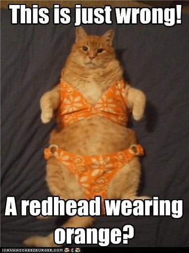 Трусы на коте