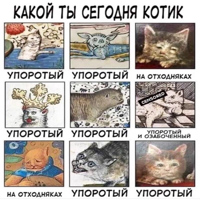 Коты мемы