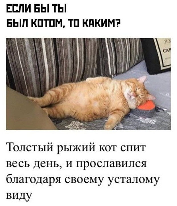 Толстый кот