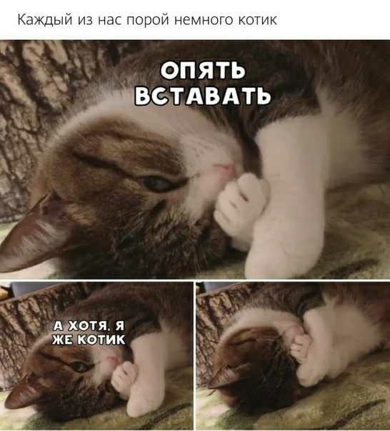 Кот проснулся Мем