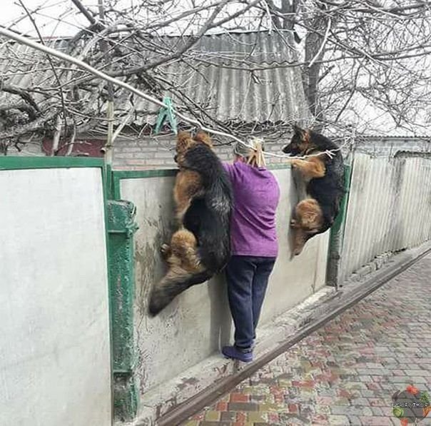 Любопытство демотиватор