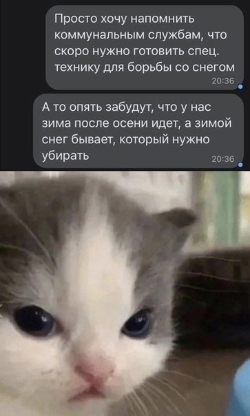 Невдупленыш котенок Мем