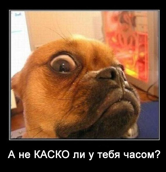 Собака предъяву бросака фото