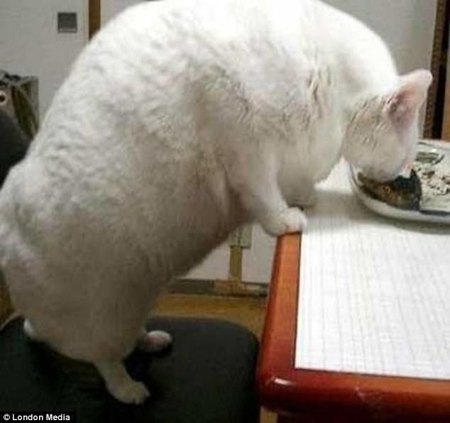 Толстые коты