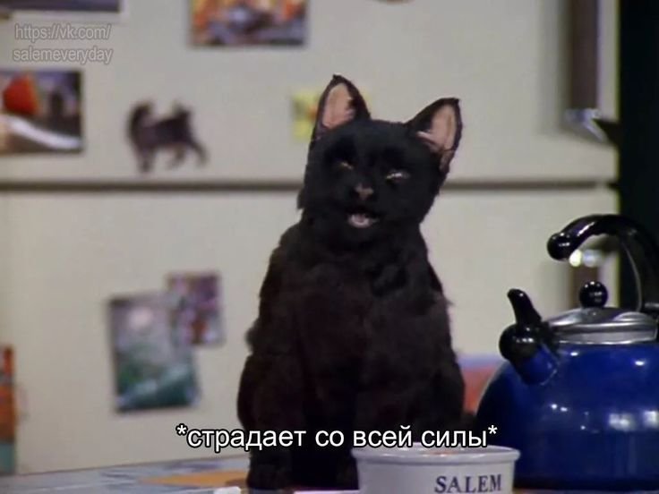 Страдающий кот