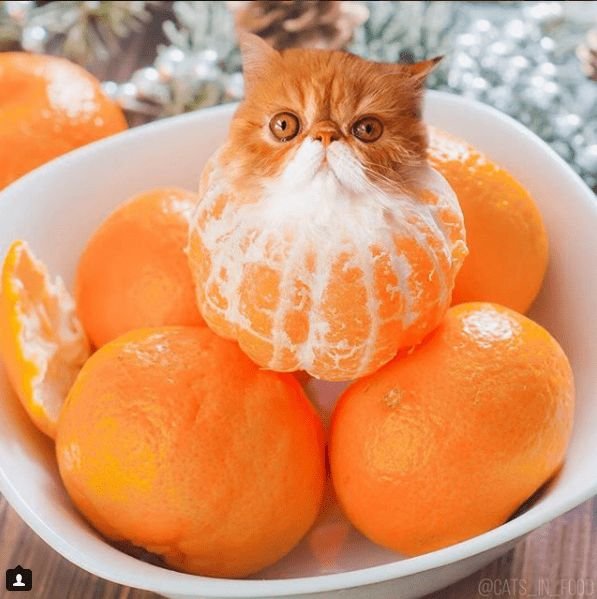 Мандариновый кот