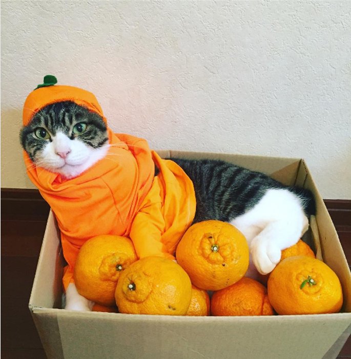 Кот апельсин