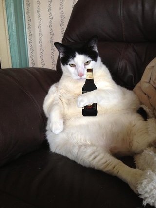 Толстый кот мемы