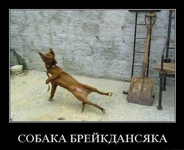 Собака подозревака демотиватор