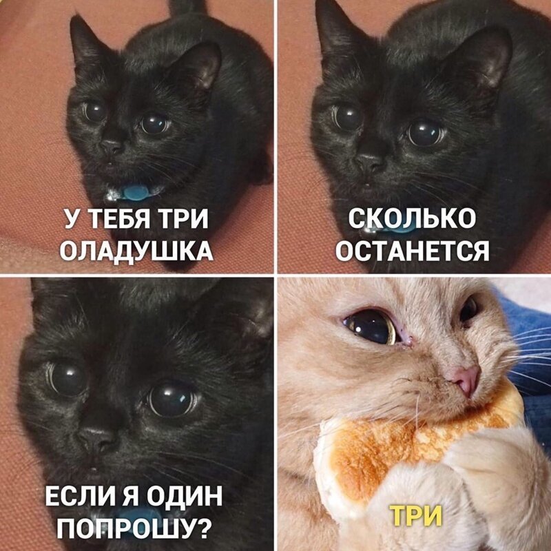 Смекешни мемы с котиками