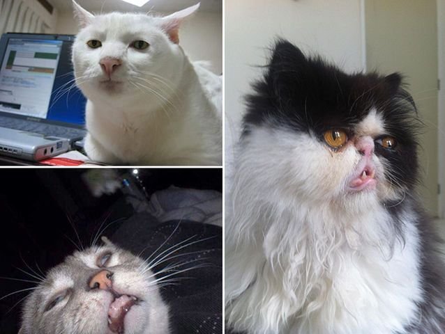 Перекошенный кот