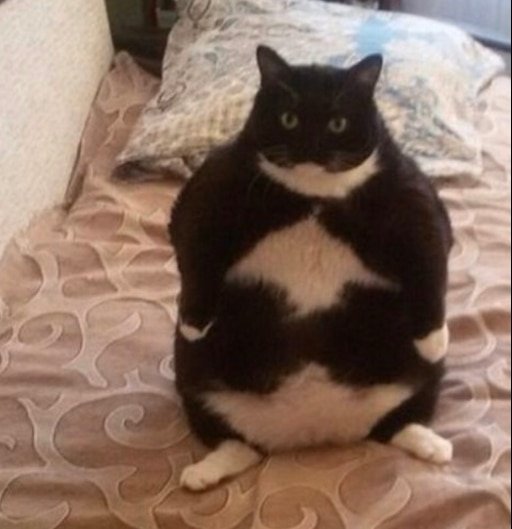 Толстая кошка