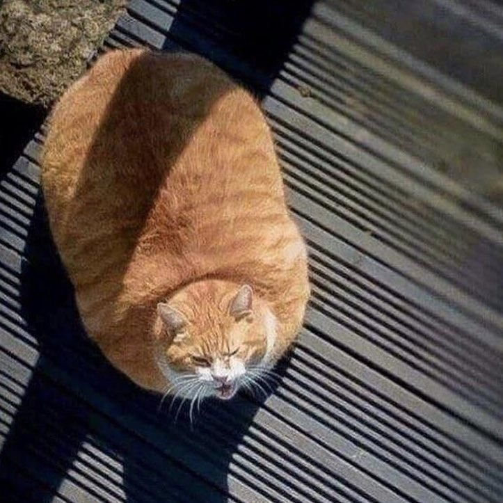 Кот булочка