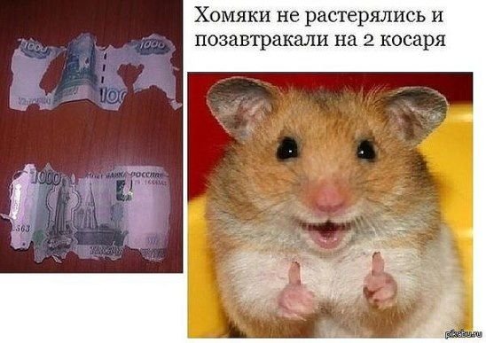 Хомяк с надписью