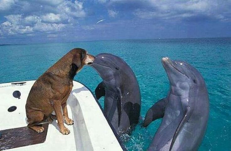 Смешные дельфины