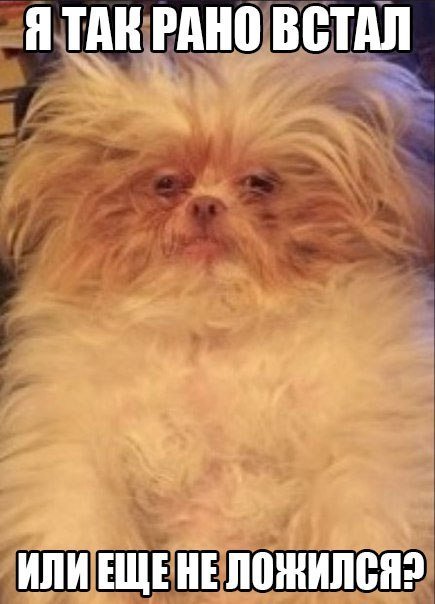 Лохматая собака с утра смешная