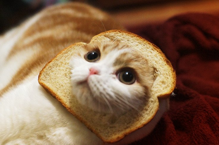 Кот в хлебе ава