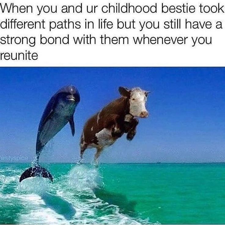 Дельфин и корова выпрыгивающие из воды