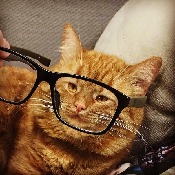 Рыжий кот в очках