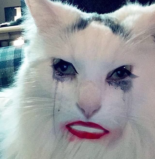 Кот с накрашенными бровями