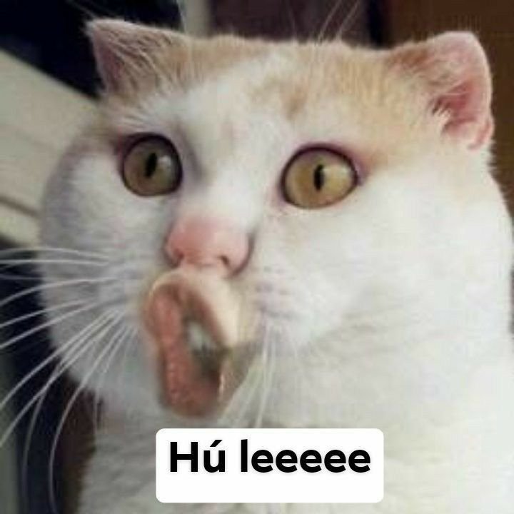 Смешная морда кота