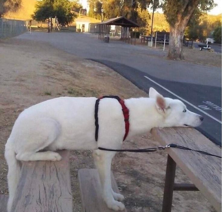 Собака стоя