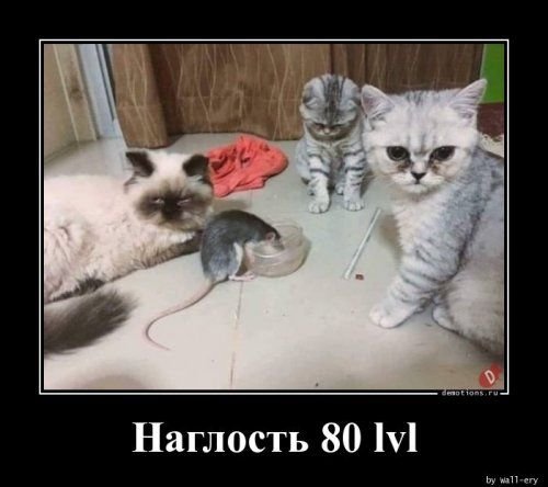 Наглость картинки