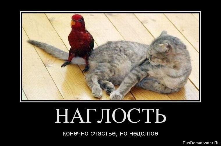 Наглость второе счастье