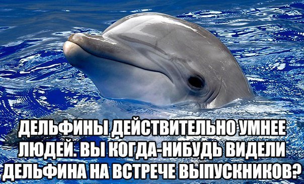 Умные дельфины