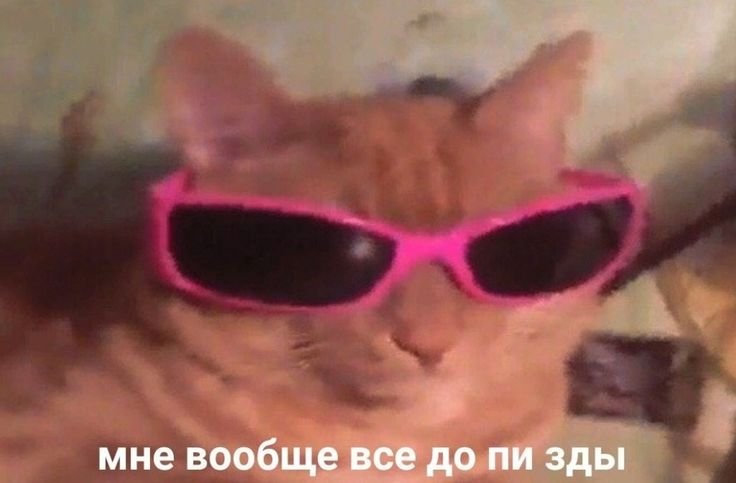 Котик в очках