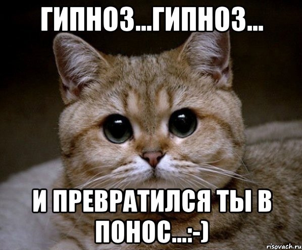 С котом колдую понос