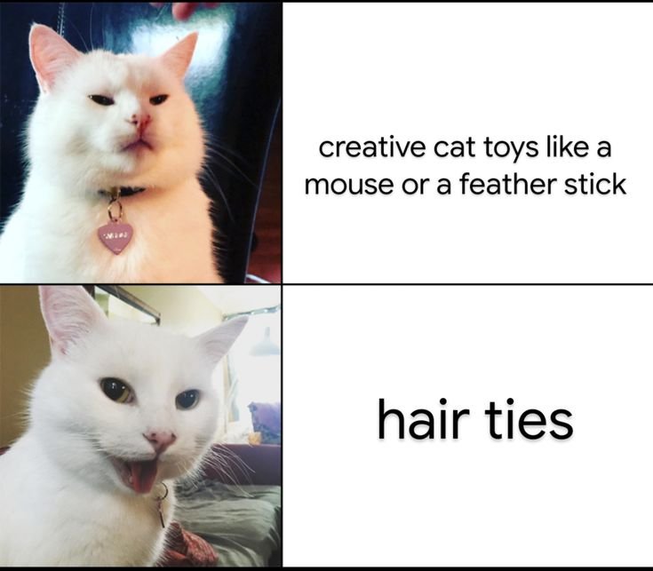 Мемы с котиками