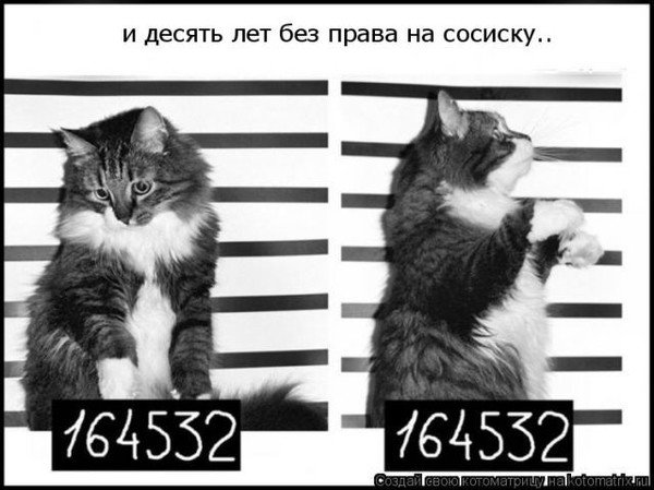 Кот в тюрьме